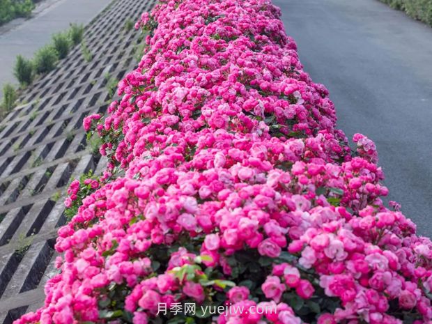月季天花板，上海滨江森林公园浪漫的月季花墙盛开(图2)