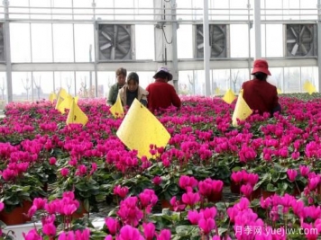 扬州高邮：每天发货30万株，花工厂绽放乡村振兴致富花