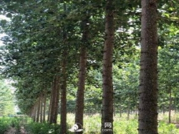 河南周口：培育出不飞絮的杨树新品种