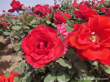 月季、玫瑰、蔷薇分别是什么？如何区别？
